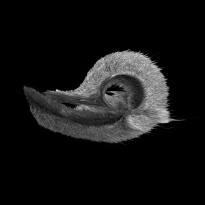 canard